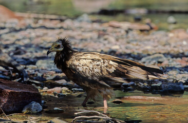 Egyptian vulture