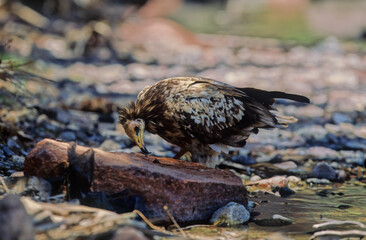 Egyptian vulture