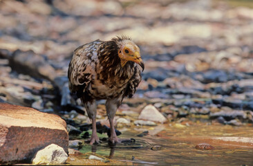 Egyptian vulture