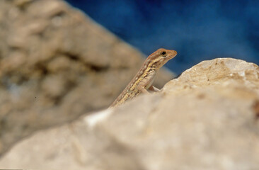 Pristurus samhaensis.
