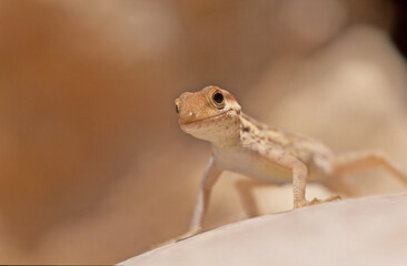Pristurus samhaensis.