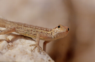 Pristurus samhaensis.