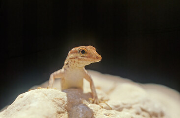 Pristurus samhaensis.