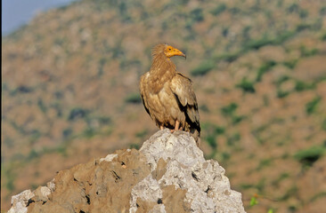 Egyptian vulture