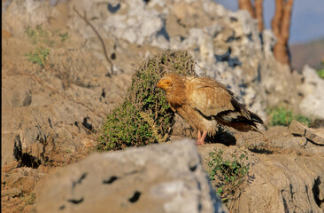 Egyptian vulture
