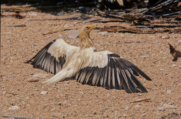 Egyptian vulture