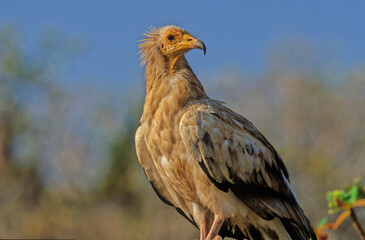 Egyptian vulture