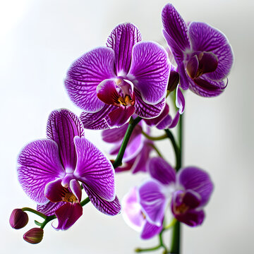 Purple orchid flower phalaenopsis, phalaenopsis or falah on a white background. Purple phalaenopsis flowers on the right. known as butterfly orchids. Selective focus. There is a place for your text. 