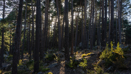 arboles en el sol 