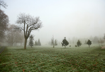 a man walks his dog in the park garden on a foggy winter morning