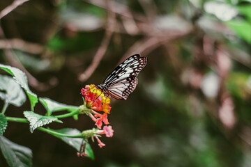 Black and white winged butterfly species sitting on a flower