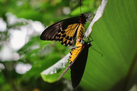The Troides helena butterfly species also called the Common Birdwing, mates on leaves