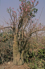 Adenium obesum
