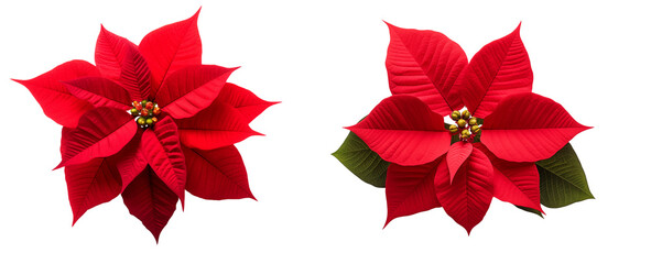 red poinsettia isolated on transparent background 