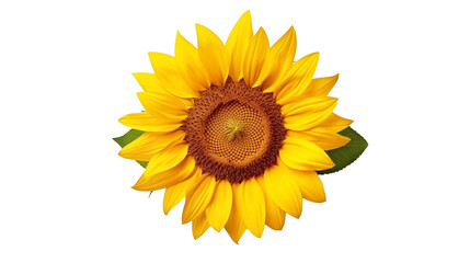 sunflower isolated on transparent background