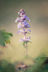 Fleur de la famille des orchidés