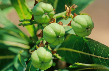 Jatropha unicostata