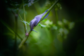 Grosse limace qui rampe sur la tige d'une fleur