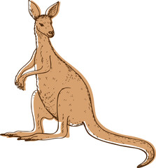 Kangaroo sketch hand drawn vector illustration on isolated background. Cute Wallaby Australian or New Guinea marsupial animal for logo, design, print, paper, label, icon, card, poster, flyer