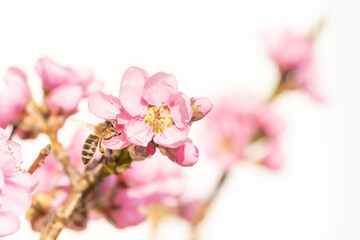 flying honey bee collecting pollen in spring season on a peach blossom