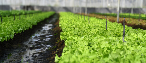 Fresh lettuce growing in organic greenhouse. Harvesting, agricultural and farming concept.