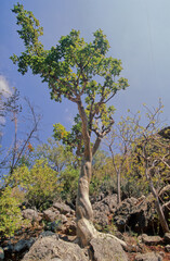 Commiphora myrrha