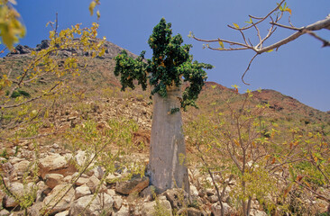 Fototapeta premium Dendrosicyos