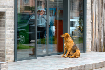 A dog with sad eyes is waiting for its owner at the door of the store.