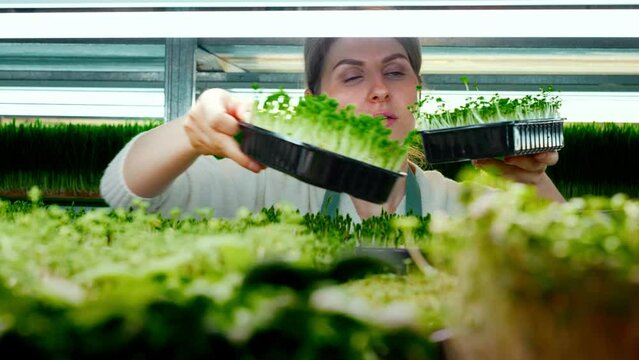 Young female farmer working with dedication in a modern vertical greenhouse