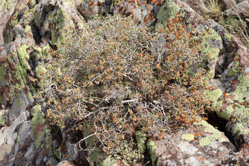 thorny plant with seeds on it