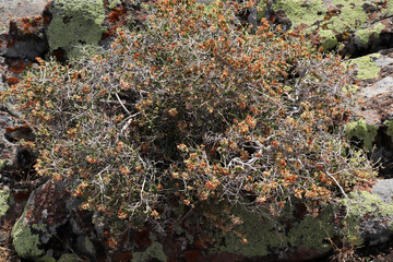 thorny plant with seeds on it