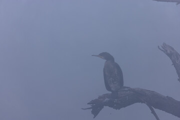 Little cormorant bird perching on tree branch during dense fog in winter morning.