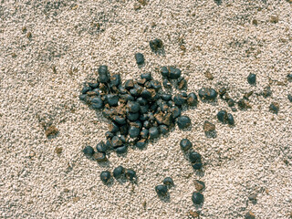 Fresh horse excrement on gravel close up top view