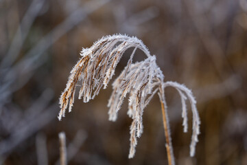 Frost auf Pflanze am Morgen