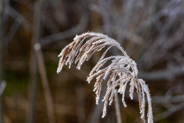 Frost auf Pflanze am Morgen
