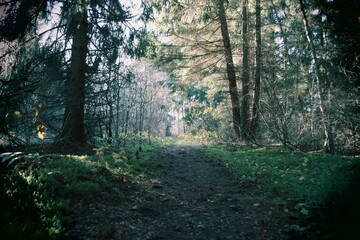 Obraz premium sun rays through the forest