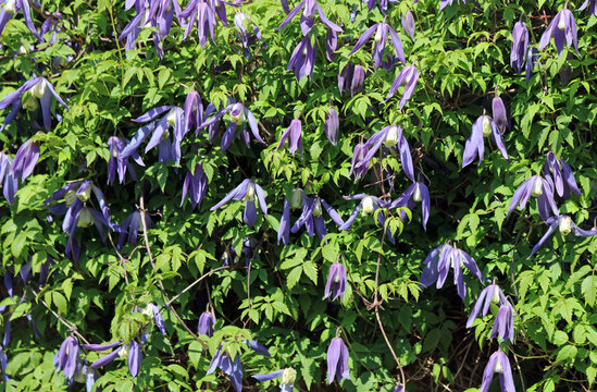Austrian clematis growing against a wall, Derbyshire England