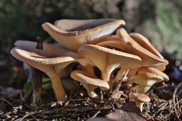 mushrooms in the forest