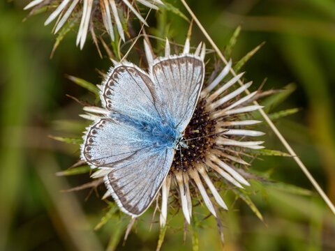 Chalkhill Blue Butterfly . Wings Open.