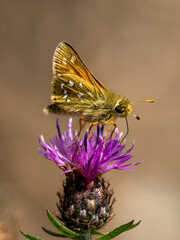 Silver-spotted Skipper Butterfly Feeding on Thistle