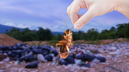 Hand holding cockroach on Big garbage pile background, eliminate cockroach in bin, Cockroaches as...