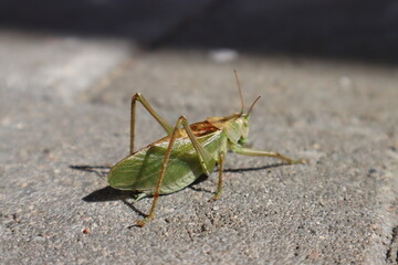 grasshopper on the ground