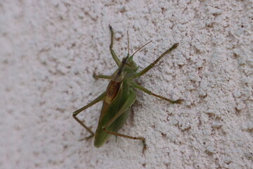 Obraz premium praying mantis on the wall