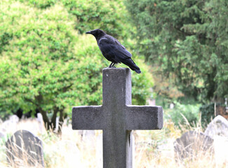 Carrion Crow (Corvus corone) perched on cross in graveyard, Brompton Cemetery