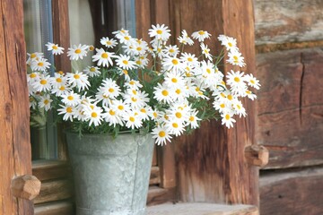 daisies in the vase on wooden windowsill