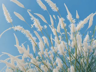 Foto op Aluminium Beautiful white kashful or kans grass flower in hand with Blue Sky. Saccharum spontaneum Flower © Rakirur