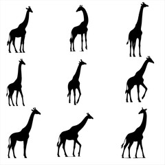 silhouettes of  giraffe silhouettes , set of animals silhouettes - obrazy, fototapety, plakaty