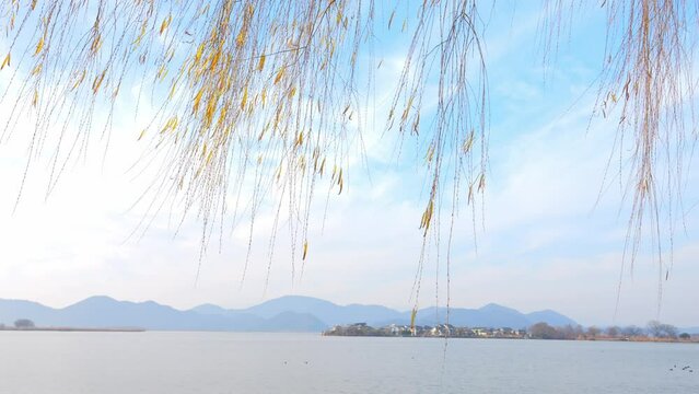 Winter, willow and blue sky scenery, lonely atmosphere