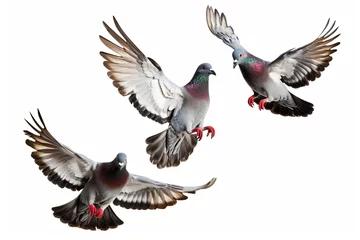 Foto op Plexiglas group of pigeons flying isolated on white background © overrust