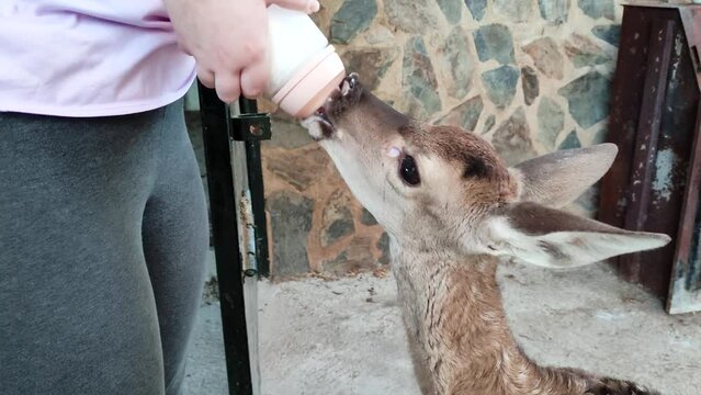 Fawn drinks milk from the nipple of the bottle that its caregiver gives her. Wild animal reserve.